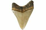 Fossil Megalodon Tooth - North Carolina #183341-1